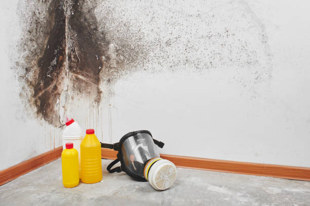 Best Fast Mold Removal  in Elk Point, SD