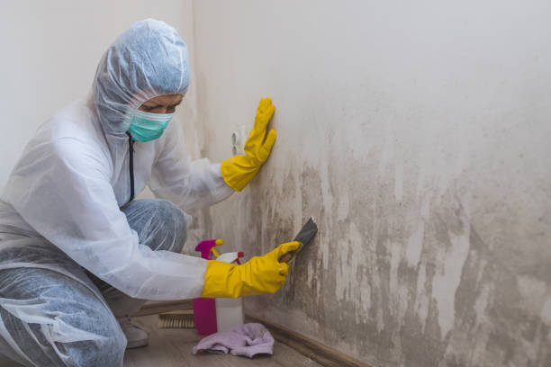 Best Mold Remediation Experts  in Elk Point, SD