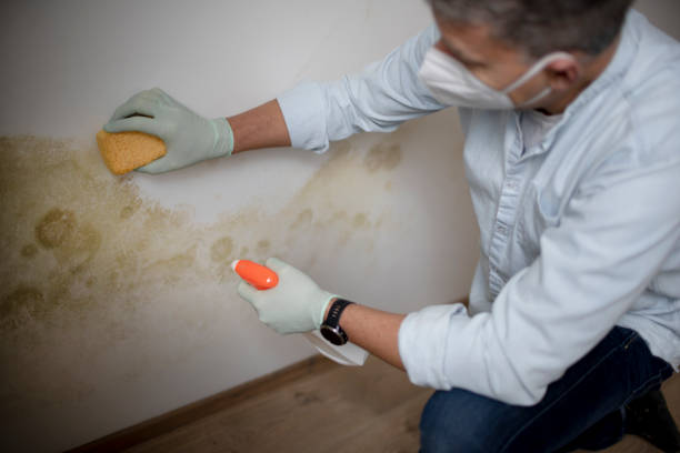 Best Mold Damage Repair  in Elk Point, SD