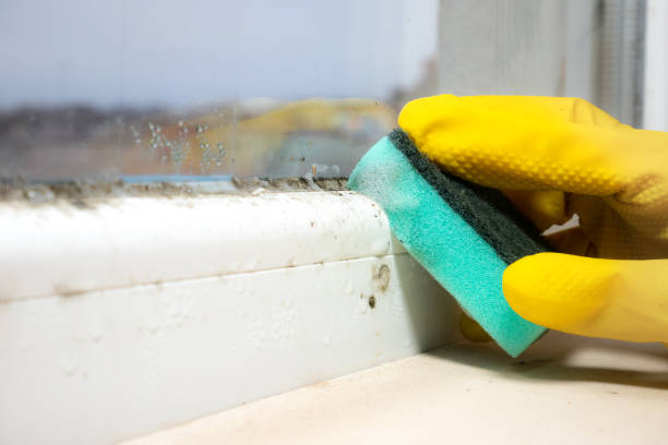 Best Local Mold Removal Service  in Elk Point, SD