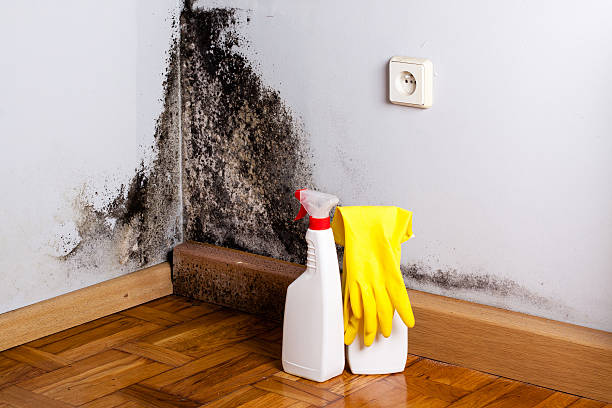 Best Attic Mold Removal  in Elk Point, SD