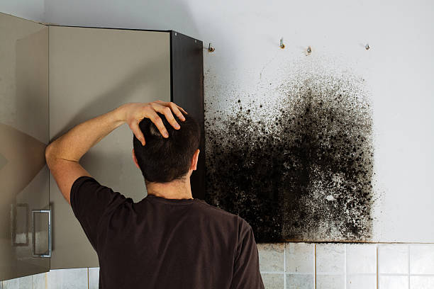 Best Mold Remediation Experts  in Elk Point, SD