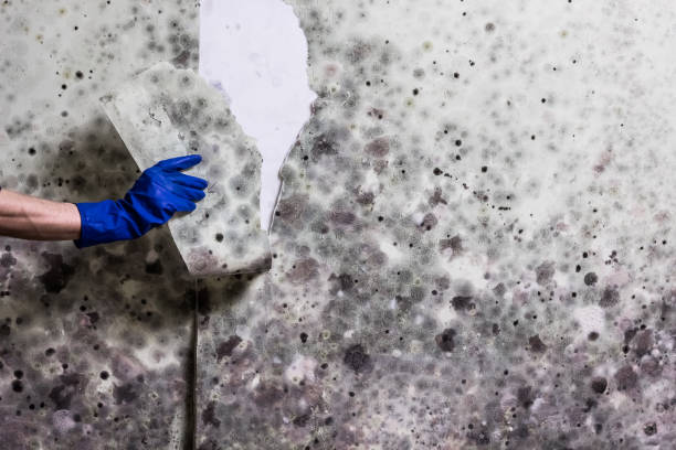 Best Black Mold Removal  in Elk Point, SD