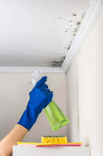 Best Toxic Mold Removal  in Elk Point, SD